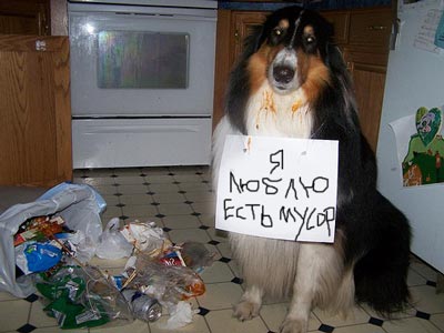 câinele mănâncă gunoi