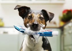 Dog-in-pastă de dinți