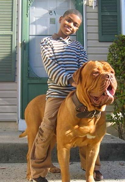 Bordeaux câine și copil