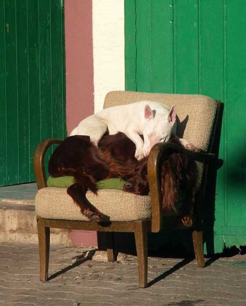 bull terrier dormește pe un câine