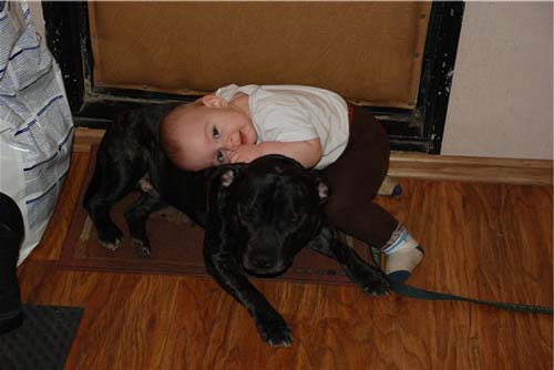 staffordshire terrier și copil