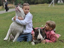 bull terrier și copii