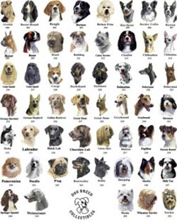 rase diferite de câini