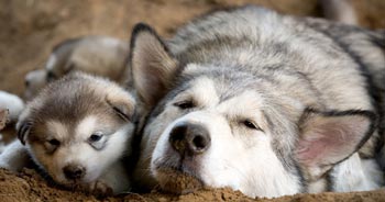 Alaskan Malamute Puppy și mama