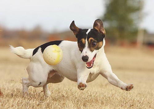 cățeluș jack russel terrier care rulează pentru minge