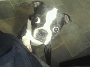 cei mai mari ochi ai unui câine