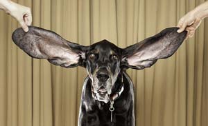 cele mai lungi urechi de câine
