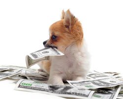 câinele se află pe bani