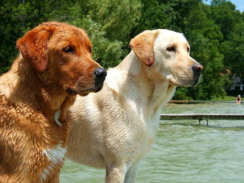 doi frumoși retrievers labrador