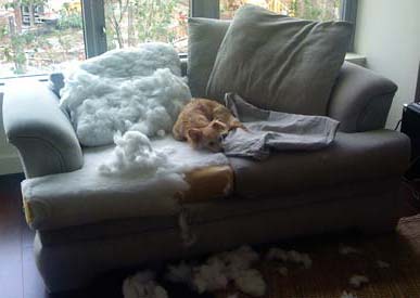 câinele a rupt canapeaua