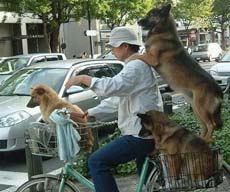 trei câini și un bărbat pe o bicicletă
