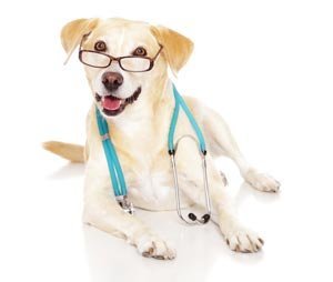 un câine în costumul unui medic