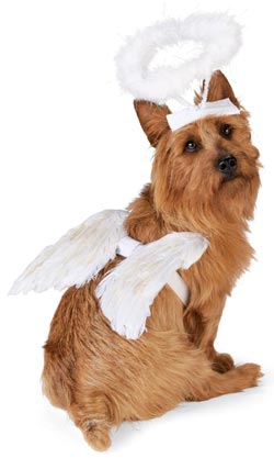 un câine într-un costum de înger