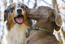 câinii se sărută