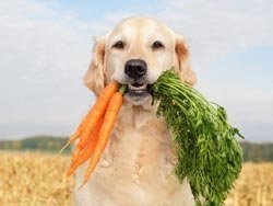 un câine cu un morcov